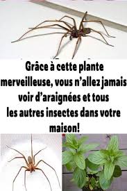 Sante De Plus On Twitter In 2020 Insects Plants Feng Shui