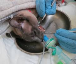 Use of excessive force or use of extraction forceps before the tooth is adequately elevated can lead to root fracture. My Cat Needs Dental Surgery What Happens Part 2 Cambridge Cat Clinic