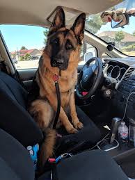 What Cha Doing Bud You Don T Have Your License Yet German Sheperd Dogs German Shepherd Dogs Dogs