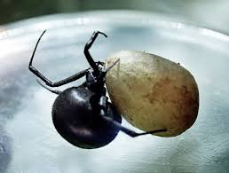 Although the spider is mostly found in the. Three Boys Let Black Widow Bite While Herding Goats As They Wanted To Become Spider Man