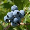 Blueberry, yaban mersini, yabanmersini reçeli, organik yabanmersini. 1