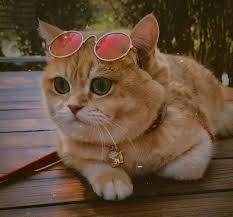Miyavli Kedicikler C On Instagram Haritalara Baktim Hicbirinde Evin Yok Ansiklopedilere Baktim Hicbirinde Resmin Yok Sozluklere B In 2020 Cats Cute Animals Pets