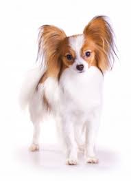 Many long hairy small canine breeds like the havanese are descended from the old world breeds, and in the havanese's case, it's the bichon small canine types. 27 Of The World S Most Amazing Fluffy Small Breed Dogs