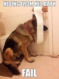 Hiding From His Bath Again Dog Shaming Funny Dogs Funny Animals