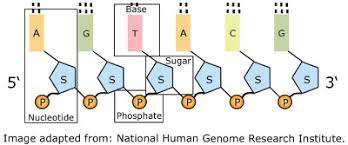 A, c, t, and g. Dna Genes And Chromosomes University Of Leicester