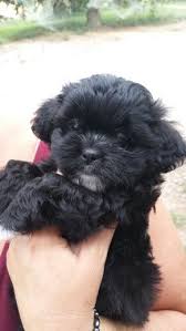 Black Bichon Frise Puppy Pin By Rose Musser On Cutesy Teddy Bear Puppies Teddy Bear Dog Puppies
