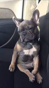 Sleepy French Bulldog Struggles To Stay Awake Cute Animals Cute Puppies Cute Dogs