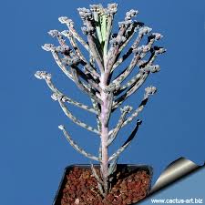 Image result for Bryophyllum tubiflorum