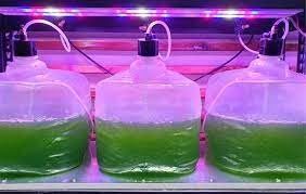 Benchtop scale sub for mammalian cell growth, cell therapy, insect cells, and more. Plant Cell Culture Esco Vaccixcell