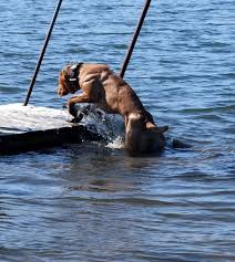Bandog