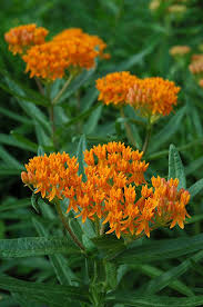Butterfly Weed Asclepias Tuberosa At Oakland Nurseries Inc Butterflies And Hummingbirds Butterfly Weed Plants Butterfly Flowers