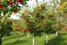 Am vesti bune pentru tine! Consultanta Si Accesare Fonduri Europene Nerambursabile