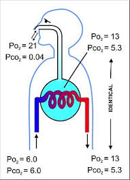 Respiratory system - Wikipedia