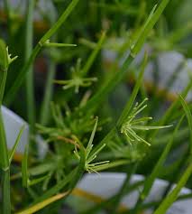 Image result for Cyperus prolifer