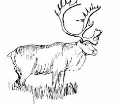 Maybe you would like to learn more about one of these? Caribou Coloring Page Animals Town Animals Color Sheet Caribou Free Printable Colo Coloring Pictures Of Animals Deer Coloring Pages Animal Coloring Pages