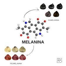 I nostri capelli hanno un follicolo pilifero, non visibile, dove si trovano le cellule pigmentate ricche di melanina, ovvero il pigmento che fornisce il colore ai nostri capelli. I Capelli Ed Il Colore Gandola Studio