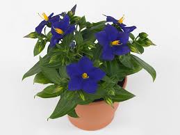 Image result for Exacum