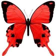 Red Butterfly Images Yahoo Search Results Butterfly Painting Butterfly Images Butterfly Drawing