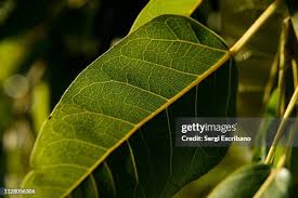 Image result for Ficus ingens