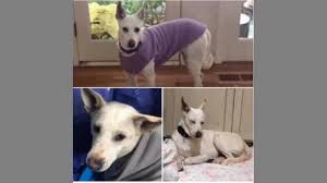 Maybe you would like to learn more about one of these? Imported Egyptian Dog Caught In Leawood Police Say The Kansas City Star