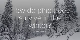 Do you know how trees photosynthesize? How Do Pine Trees Survive In The Winter