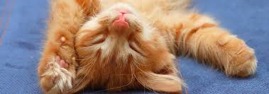 You twitch while you dream, you drool when you snore, but you do not dream while you snore. Do Cats Dream Hill S Pet