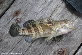 Mancing dispot surga ikan kerapu dan sunu merah capek tarik ikan_ fishing red 11 aylar önce. Jenis Ikan Ikan Kerapu Platspender Wordpress Com