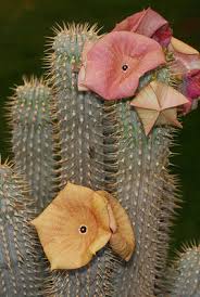 Image result for Hoodia currorii