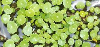 We did not find results for: Moving Pond Plants To The Aquarium Tropical Fish Hobbyist Magazine