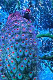 Rosemeire Amar Adli Kullanicinin Beautiful Nature Panosundaki Pin Goruntuler Ile Hayvan Hayvanlar Resimler
