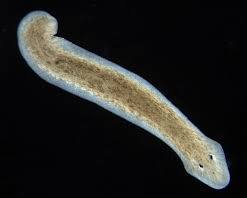 Image of Planarians (animal)