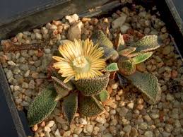 Image result for Nananthus aloides