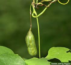 Image result for Aristolochiaceae