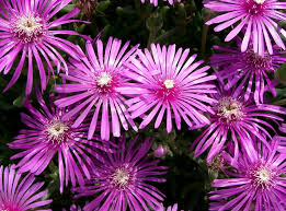 Image result for Lampranthus