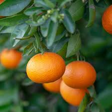 Generally, mandarin trees are small and spiny with long, slender branches. Florida Clementine Tangerine Trees For Sale Backyard Citrus Trees