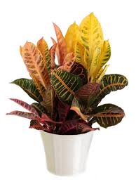 Common and popular plants found inside many homes include the spider plant, aloe vera, peace lily, jade plant, weeping fig and plenty of others. Common House Plants Hgtv