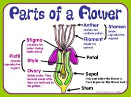 Daily Club Guide For Kids Gardening Clubs Unit 1 Complete Global Climate Convergence Parts Of A Flower Plant Lessons Kids Gardening Club