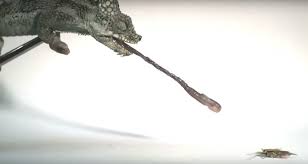According to the article, what is a disadvantage of a bluetongued skink's body being close to the. Tiny Chameleon S Tongue Can Beat The Fastest Sports Car Smart News Smithsonian Magazine