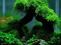Pin On All About Fish Fish Tanks And Ponds