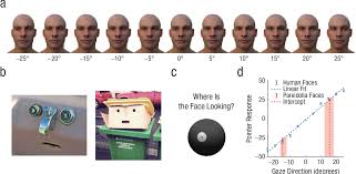 Face Pareidolia Recruits Mechanisms for Detecting Human Social Attention