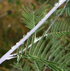Image result for Acacia dealbata