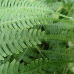 Image result for Pteris linearis