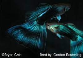 Guppy Types Guppy Associates International Chicago
