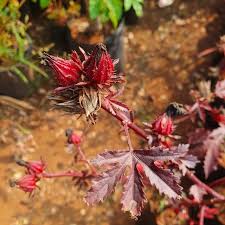 Image result for Hibiscus rostellatus