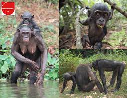 More Bonobo Endangered Probably Our Closest Relative Help Protect This Endangered Species By Donating To Rainforest Trust Endangered Species Rainforest
