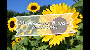 Bunga matahari sangat cantik, kembang di waktu pagi, daunnya hijau bunganya kuning, memikat janji bunga matahari 2019 version original song: Suxi7qe Dsophm