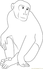 Collection by carla daniel • last updated 2 weeks ago. Monkey Portrait Coloring Page For Kids Free Monkey Printable Coloring Pages Online For Kids Coloringpages101 Com Coloring Pages For Kids