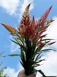 Image result for Suaeda plumosa