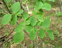 Image result for Lasiodiscus palustris