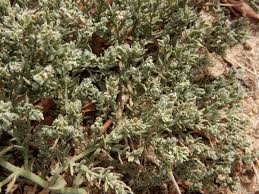 Image result for Cressa cretica